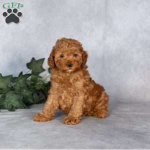 Flynn, Miniature Poodle Puppy